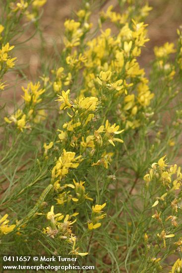 Rabbitbush Goldenweed blossoms & foliage