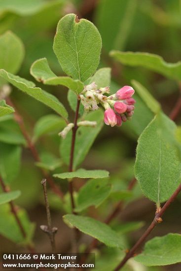Creeping Snowberry blossoms & foliage
