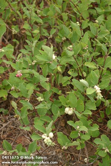 Creeping Snowberry