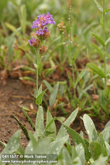 Glaucous Penstemon