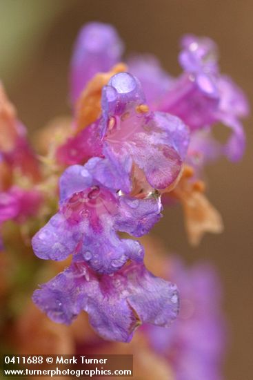 Glaucous Penstemon blossoms detail w/ raindrops