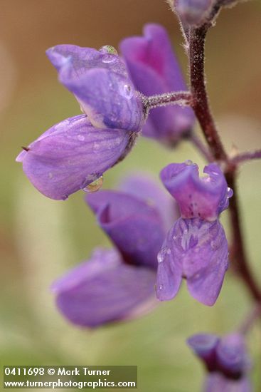 Mt. Adams Lupine blossoms detail