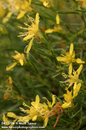 Rabbitbush Goldenweed blossoms & foliage w/ raindrops