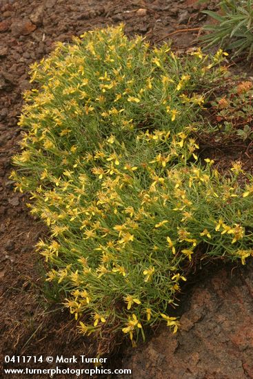 Rabbitbush Goldenweed