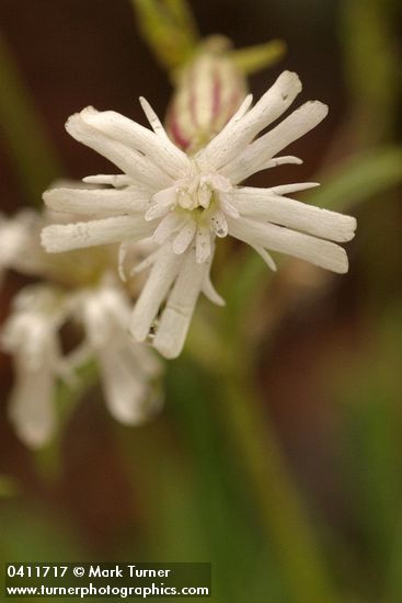 Parry's Catchfly blossom detail