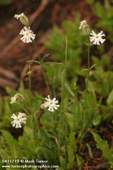 Parry's Catchfly