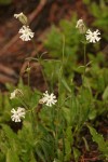 Parry's Catchfly