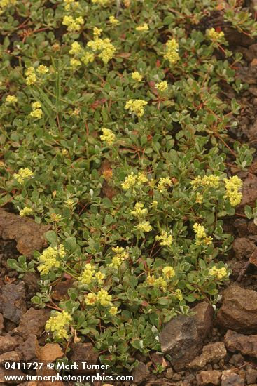 Alpine Sulphur-flower Buckwheat