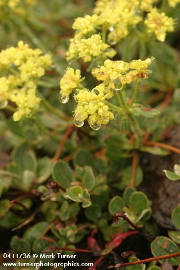 Alpine Sulphur-flower Buckwheat blossoms & foliage detail w/ raindrops