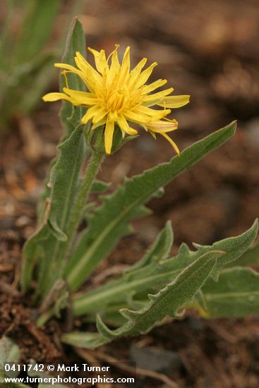 Smooth Mountain Dandelion