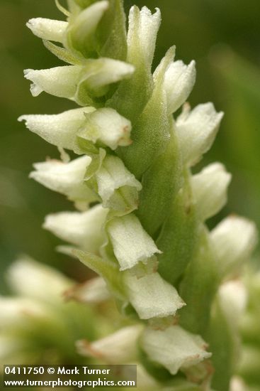 Western Ladies Tresses blossoms detail