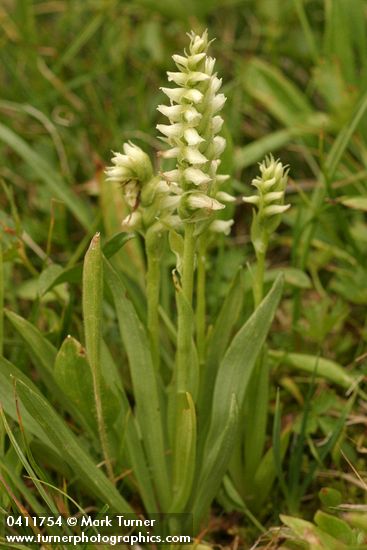 Western Ladies Tresses