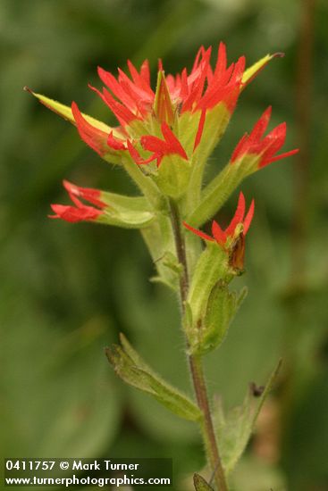 Bog Paintbrush bracts & blossoms