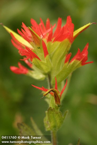 Bog Paintbrush bracts & blossoms