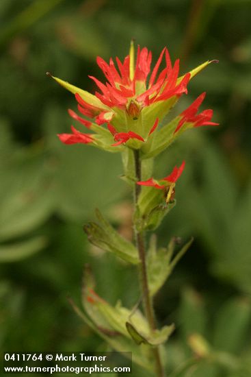 Bog Paintbrush