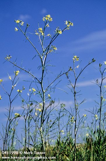 Tumbling Mustard low angle against blue sky