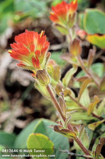 Mendocino Indian Paintbrush