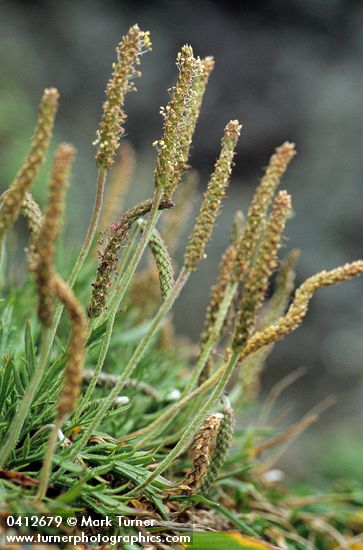 Buckhorn Plantain