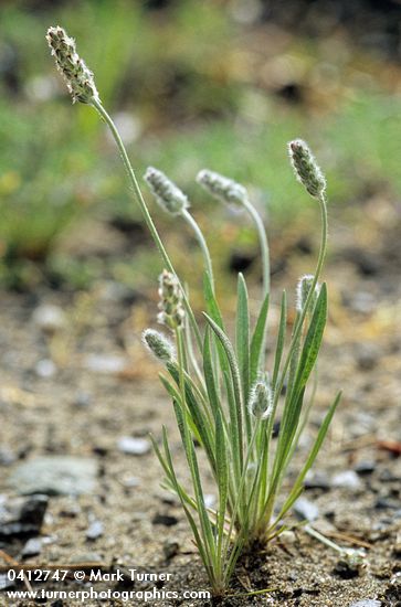 Dwarf Plantain