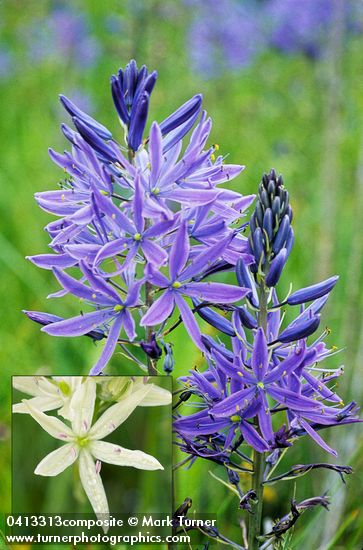 Great Camas blossoms