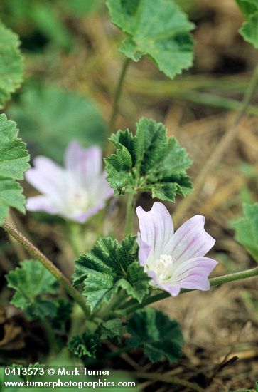 Cheeseweed blossom & foliage