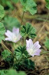 Cheeseweed blossom & foliage