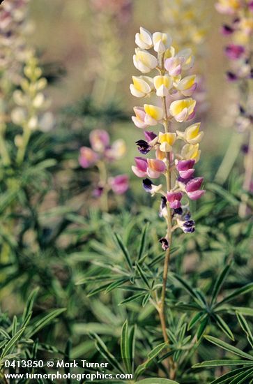 Longspur Lupine blossoms & foliage