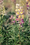 Longspur Lupine blossoms & foliage