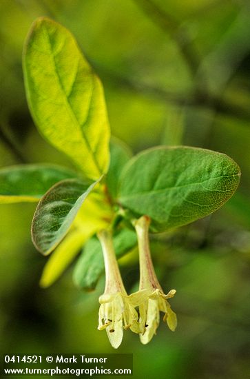 Utah Honeysuckle blossoms & foliage