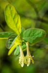 Utah Honeysuckle blossoms & foliage