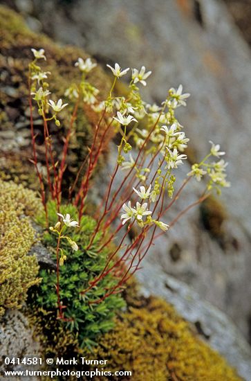 Spotted Saxifrage among moss on rock
