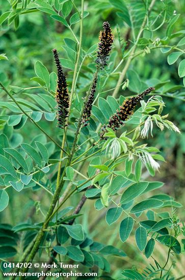 Western False Indigo