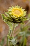 Rayless Goldenweed blossom