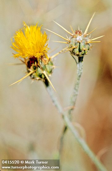 Yellow Star Thistle blossom detail