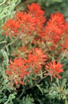 Desert Paintbrush