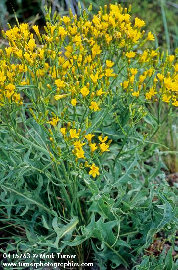 Long-leaved Hawksbeard