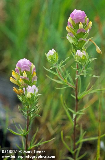 Thin-leaved Owl-clover