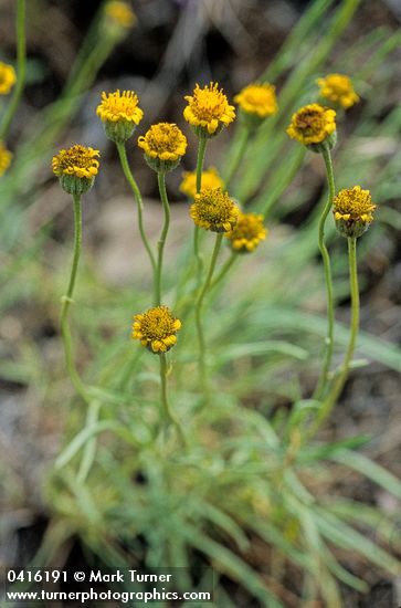 Austin's Fleabane