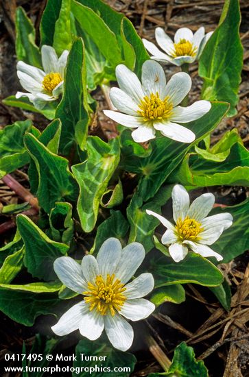 White Marsh Marigolds