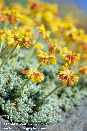 Mat Buckwheat blossoms & foliage detail