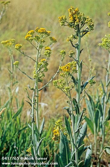 Great Swamp Groundsel