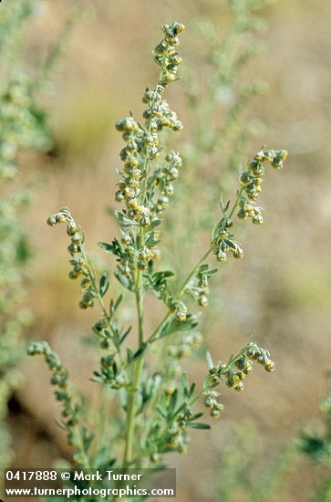 Common Wormwood blossoms & foliage