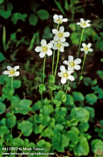 Fringed Grass of Parnassus