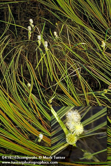 Small Bur-reed blossoms & floating foliage
