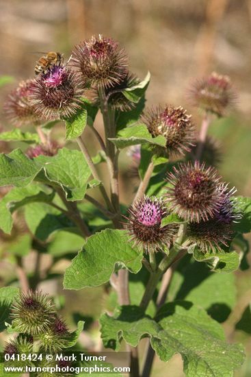Common Burdock