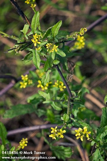 Hedge Mustard blossoms & foliage