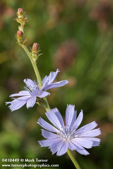 Chicory blossoms