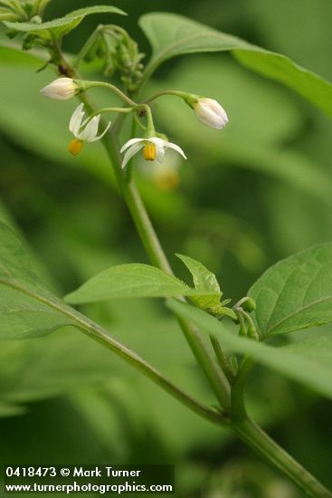Black Nightshade blossoms & foliage