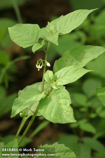 Black Nightshade blossoms & foliage