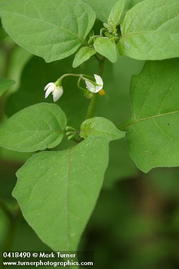 Black Nightshade blossoms & foliage
